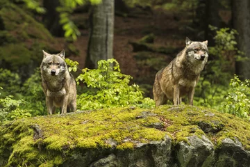 Foto auf Leinwand European wolf, Europaeischer Wolf, Canis lupus, wolf, CZECH REPUBLIC © murmakova
