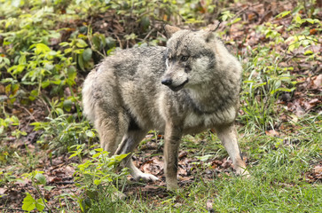 European wolf, Europaeischer Wolf, Canis lupus, wolf, CZECH REPUBLIC