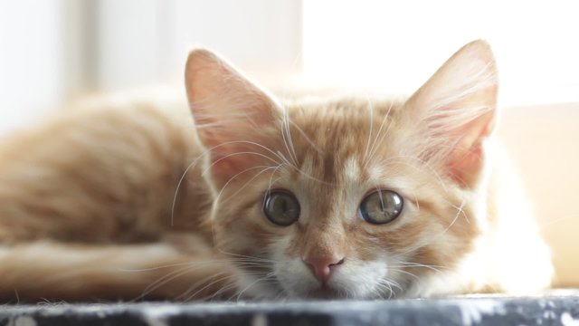 funny kitten  looks