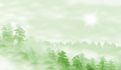 Fototapeta premium Landscape of misty forest at sunrise