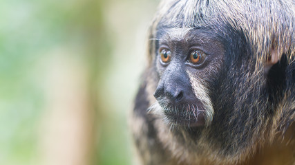 Fototapeta premium Small monkey, selective focus