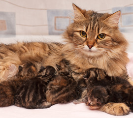 Siberian cat