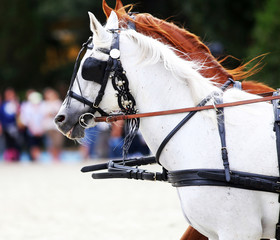 Group of horses towing a carriage