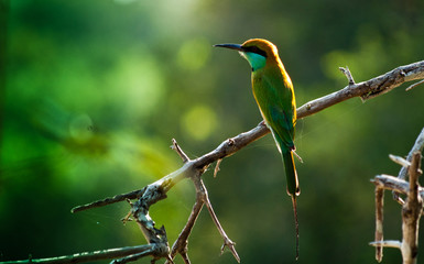 Bird in Sri Lanka