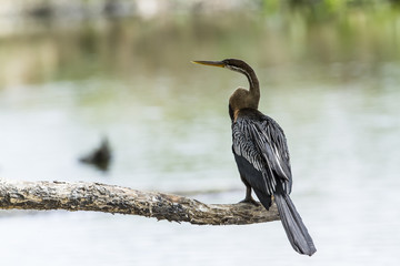 Oriental Darter in Tissa Wewa, Sri Lanka