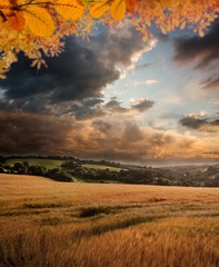 Fototapeta premium Composite image of autumn leaves