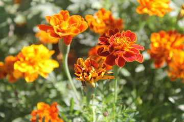 Orange marigolds