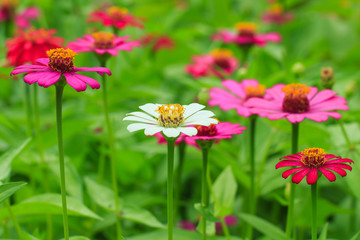 flowers,Zinnia