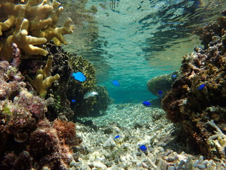 Coral and fish ,Okinawa, Japan
