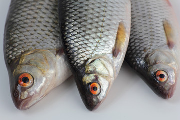 Roach freshwater fish just taken from the water.