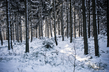 Winter in the forest