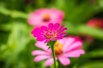 Obraz premium flowers,Zinnia