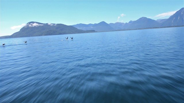Point of view from a zodiac moving fast across the water as pelicans flying across the bow near Puerto Raul Marin Balmaceda in Southern Chile.