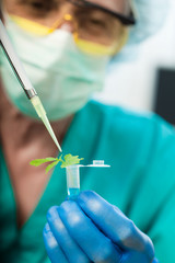 scientist holding diseased plant