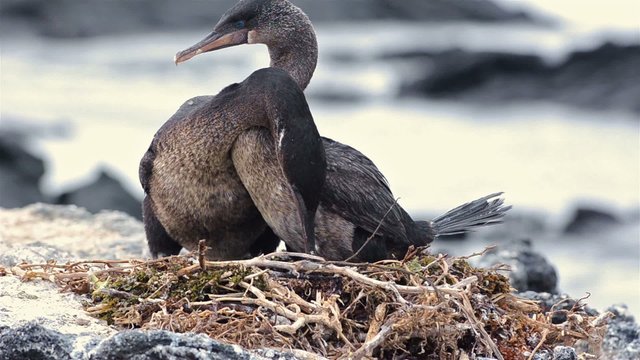 A pair of Galapagos flightless cormorants changing at their nest at Punta Espinoza on Fernandina Island in the Galapagos Islands National Park and Marine Reserve, Ecuador.
