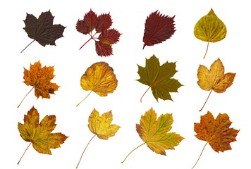 Composite image of autumn leaves