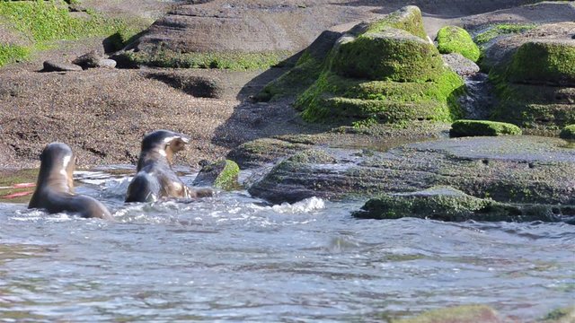 Two Galapagos Sea Lion pups playing in a tide pool at Puerto Egas on Santiago Island in Galapagos National Park, Ecuador.