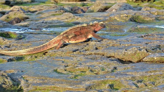 Marine iguana walking at Puerto Egas on Santiago Island in Galapagos National Park, Ecuador.