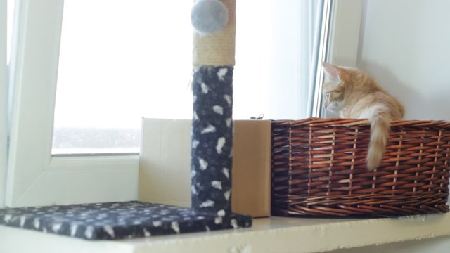 playful kitten looking in a wicker basket