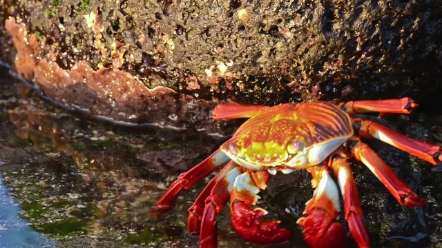 Close up of a Sally Lightfoot Crab entering the water at Puerto Egas on Santiago Island in the Galapagos Islands National Park and Marine Reserve, Ecuador.
