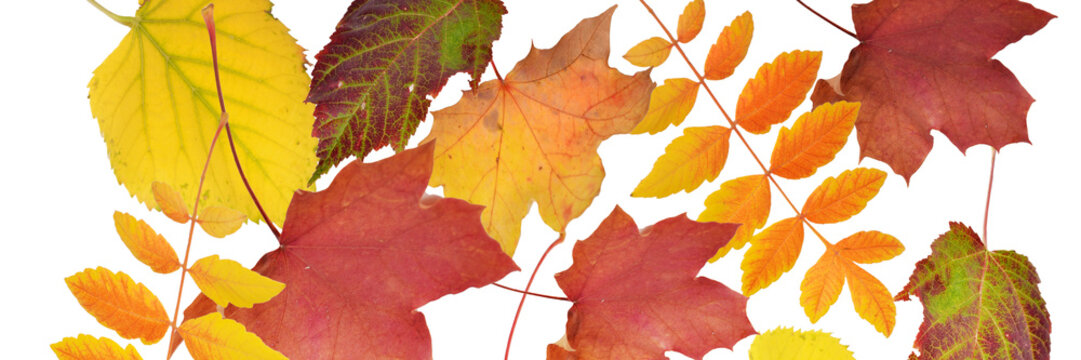 fallende Blätter, goldener Herbst