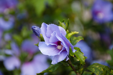 Aufgehende blaue Hibiskus Blüte am Strauch © fotografikateria