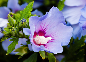 Blaue Hibiskus Blüte am Strauch