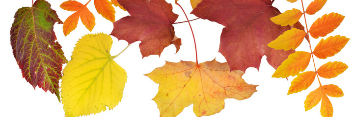 fallende Blätter, goldener Herbst