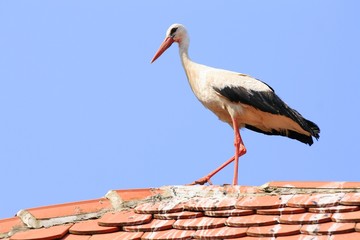 White stork on the house roof