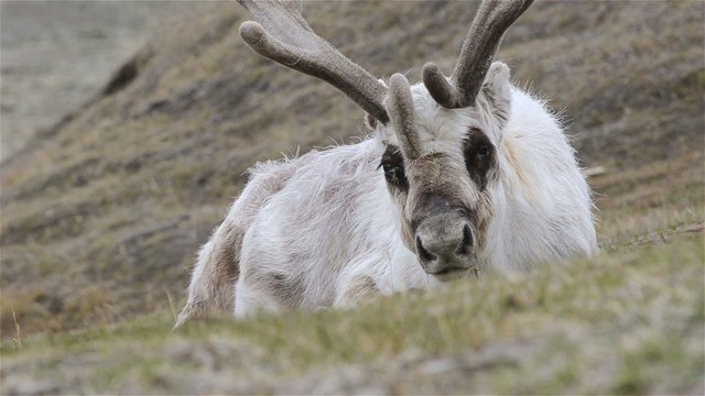 Svalbard Reindeer, Rangifer tarandus platyrhynchus resting on the tundra in Longyearbyen on Spitsbergen in the Svalbard archipelago, Norway.