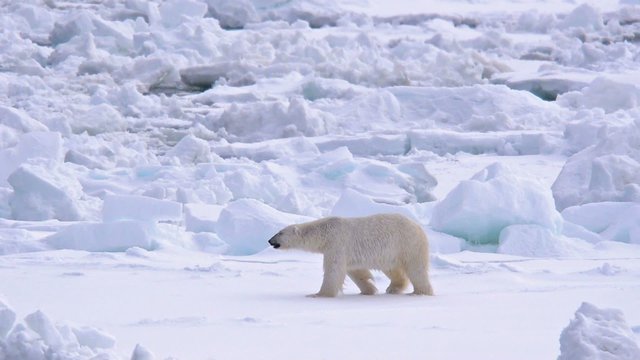 Polar bear walking on sea ice near Torelleneset on the east side of Hinlopen Strait on Nordaustlandet in Svalbard archipelago, Norway.