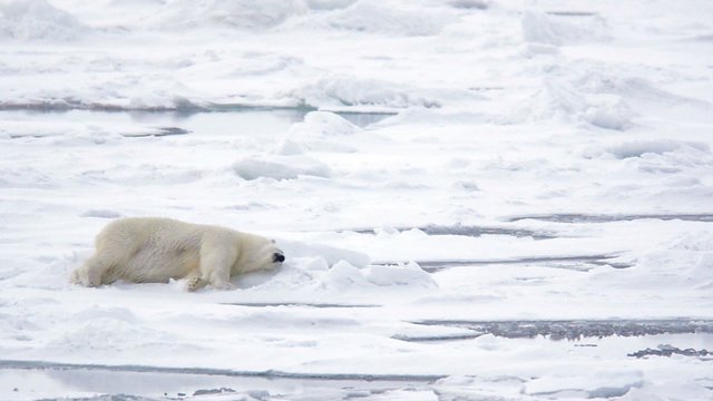 Polar bear rolling in the snow near Torelleneset on the east side of Hinlopen Strait on Nordaustlandet in Svalbard archipelago, Norway.