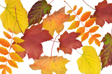 Naklejka na ściany i meble fallende Blätter, goldener Herbst