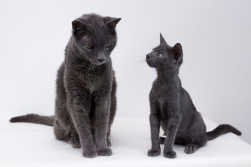 two cats