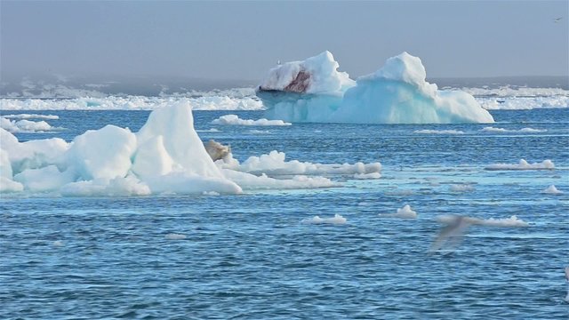Real time flow of sea ice floating past grounded icebergs at Torelleneset on the east side of Hinlopen Strait on Nordaustlandet in Svalbard archipelago, Norway.