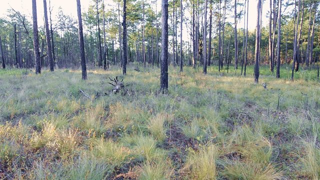 Panning before a prescribed burn in a Longleaf Pine forest in Moody Forest Natural Area managed by The Nature Conservancy near Baxley, Georgia.
