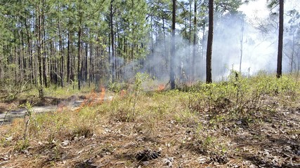 A fire crew member lighting a prescribed fire with a drip torch in Moody Forest Natural Area managed by The Nature Conservancy near Baxley, Georgia.