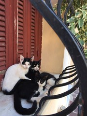Cretan Cats