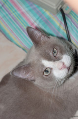 closed up the fatty grey cat is looking something