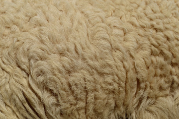 wool sheep background