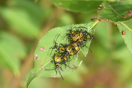 キバラヘリカメムシの幼虫