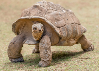 Obraz premium tortue géante de l'île Rodrigues 