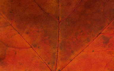 Orange Autumn Leaf Texture Background