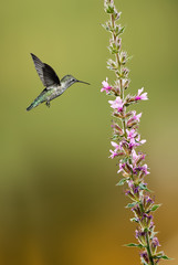 Hummingbird (archilochus colubris) hovering next to a pretty lil