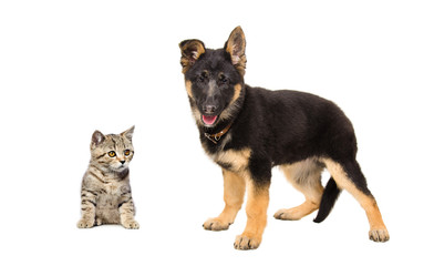 German Shepherd puppy and kitten Scottish Straight together
