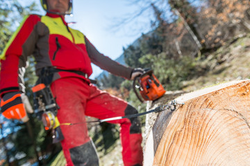 Lumberjack cutting and measuring a tree in forest