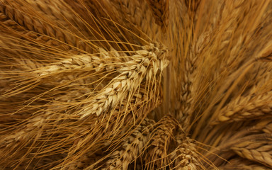 Golden Rye Bouquet Autumn Harvest