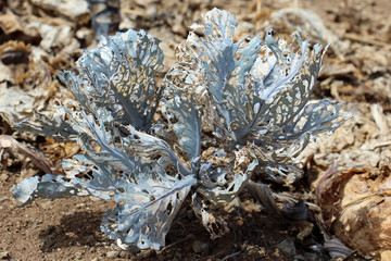 PFLANZEN_1638_Rotkohl