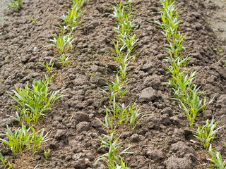 Row of sapling vegetable plant on bed of soil