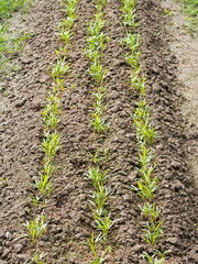 Row of sapling vegetable plant on bed of soil